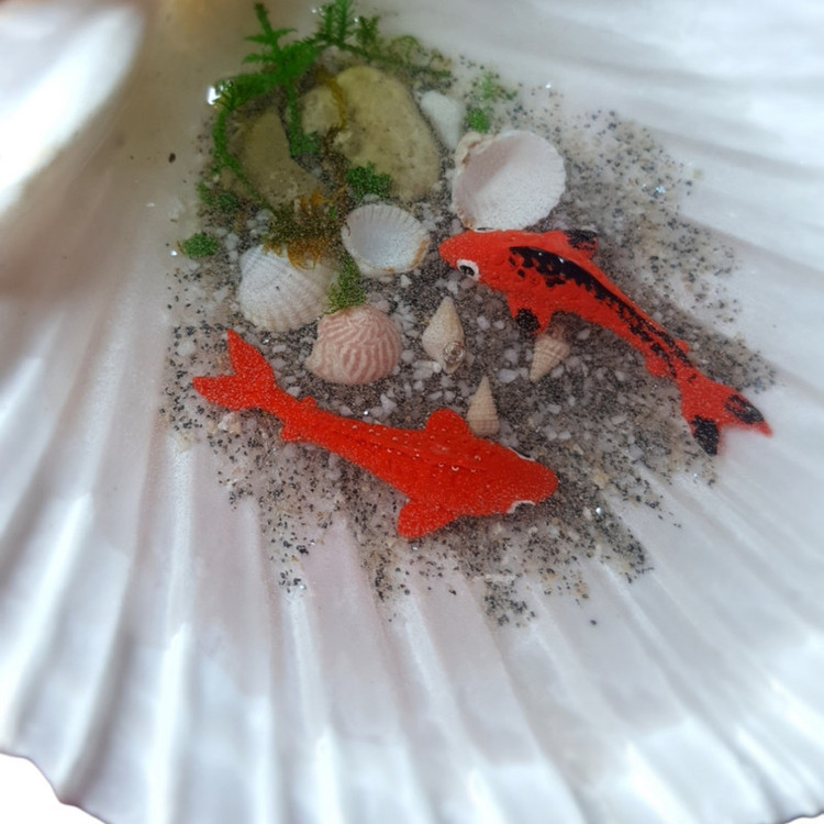 ماهی رزینی صدف