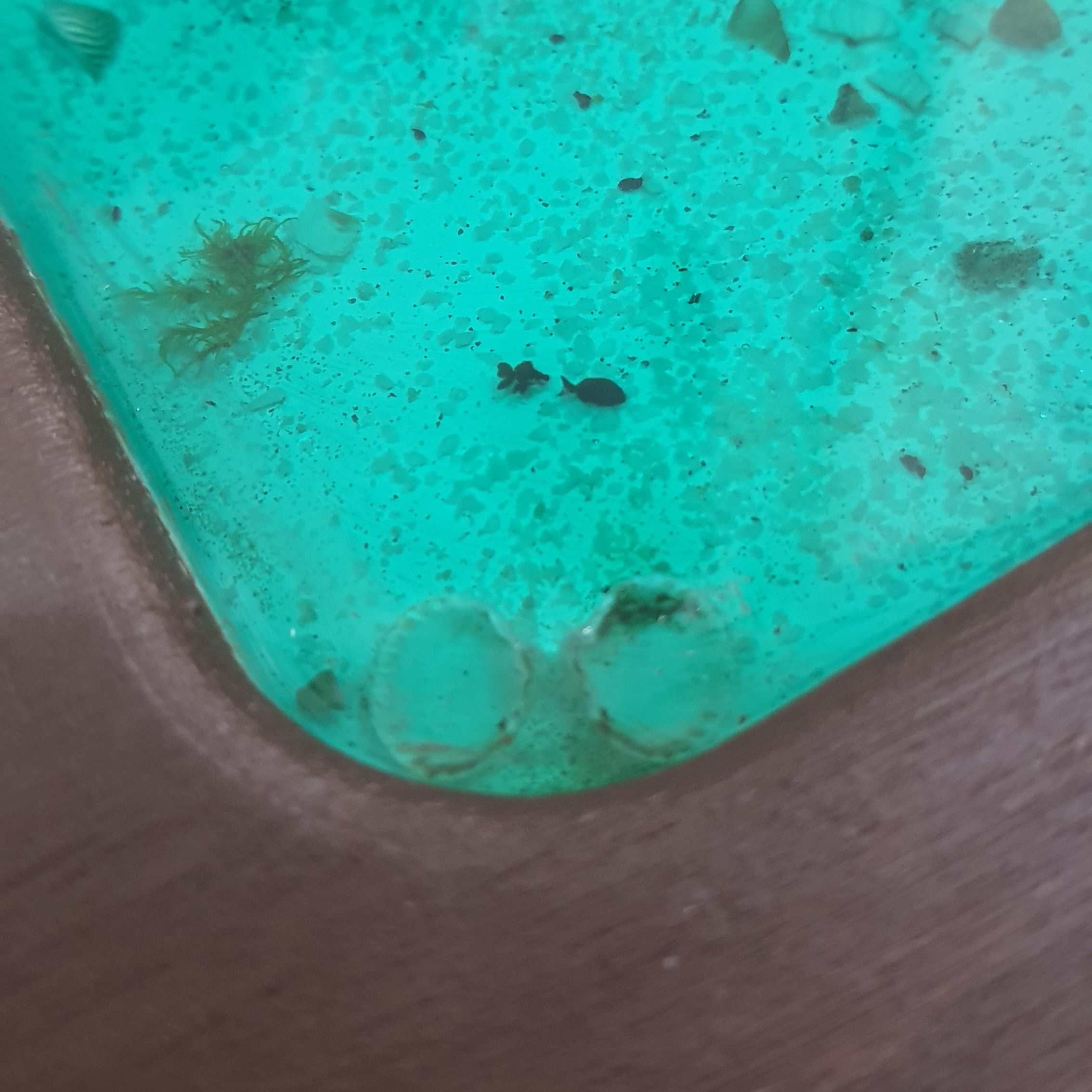 خرید سینی رزینی سبز طرح دریا