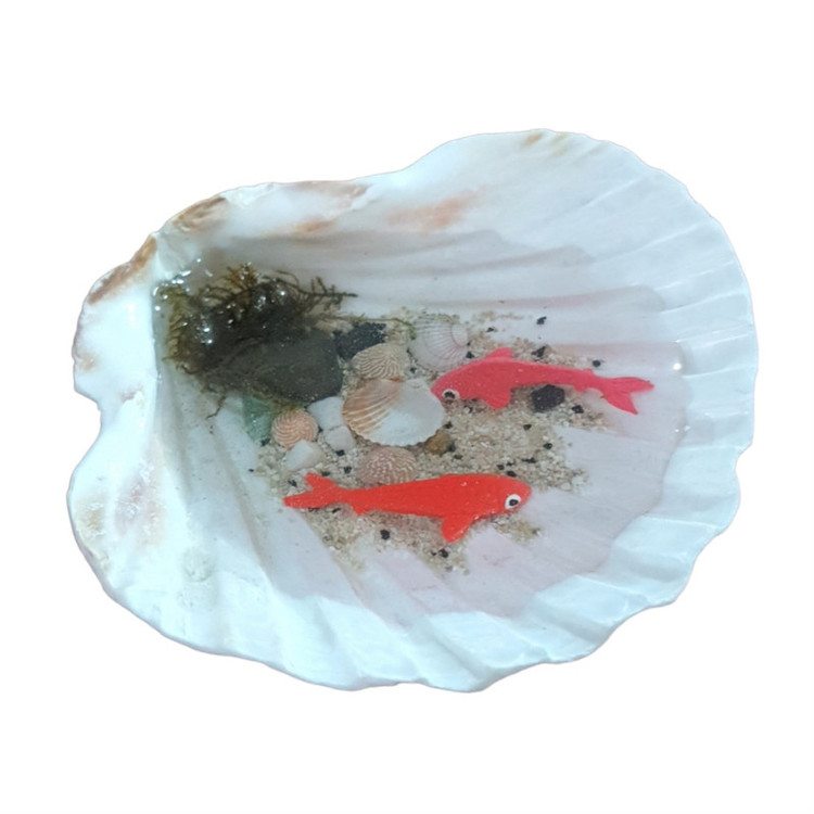 ماهی رزینی هفتسین با صدف طبیعی