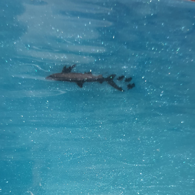 تابلو ساحل و دریا رزینی