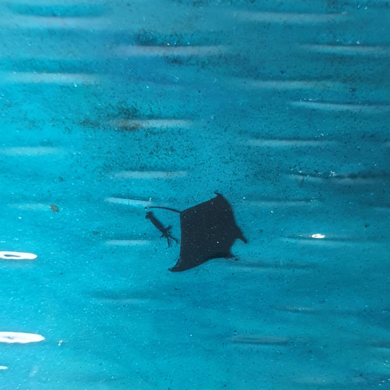 سطح رزینی ساعت دریایی آبی